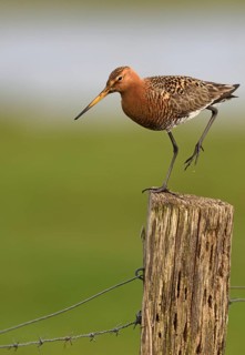 Black-tailed godwit
