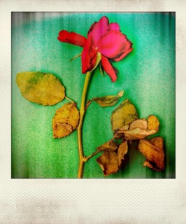 Polaroid effect of rose flower