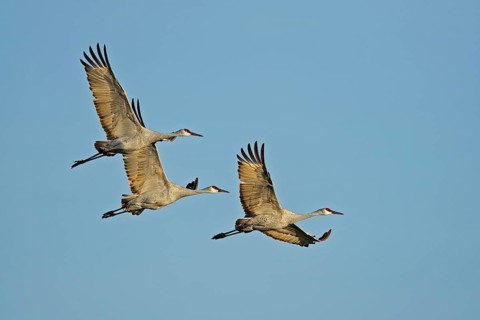 Sandhill cranes