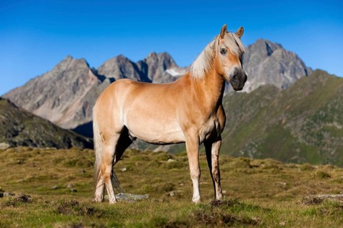 Haflinger