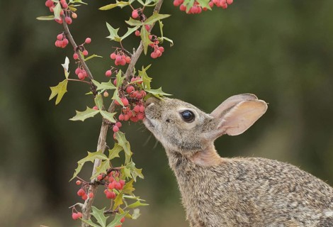 Eastern Cottontail