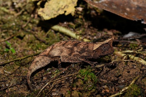 Brown leaf chameleon