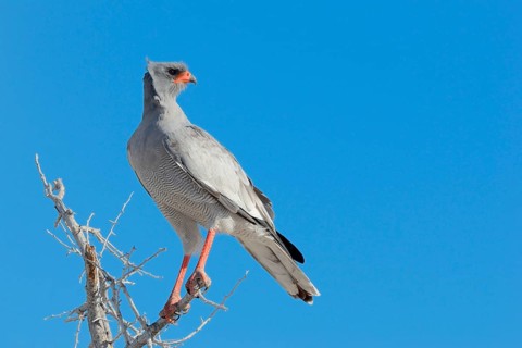 Pale chanting goshawk