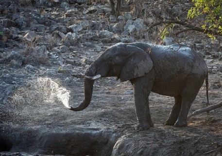 African elephant