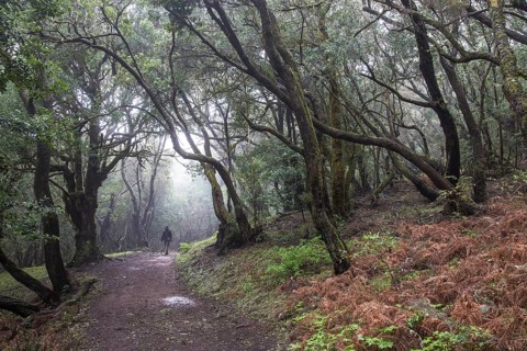 Moss-covered trees on a trail