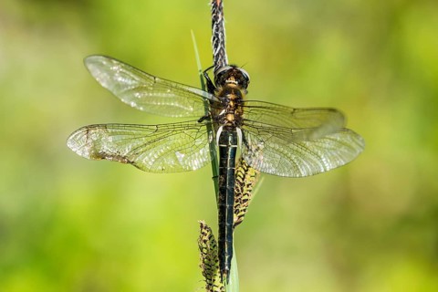 Alpine emerald