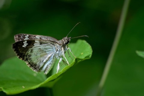 Glassy-winged Skipper