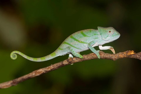 Parson's chameleon