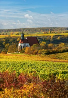 Vineyards in autumn