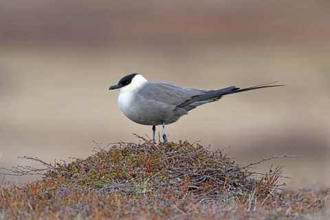 Long-tailed skua or long-tailed jaeger