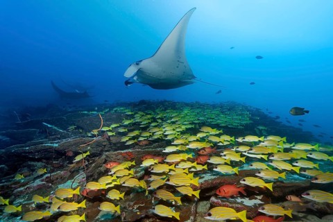 Bluestripe snapper