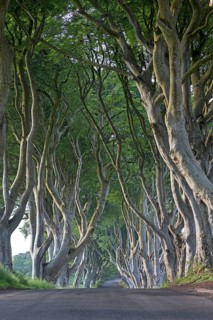 Beech tree avenue