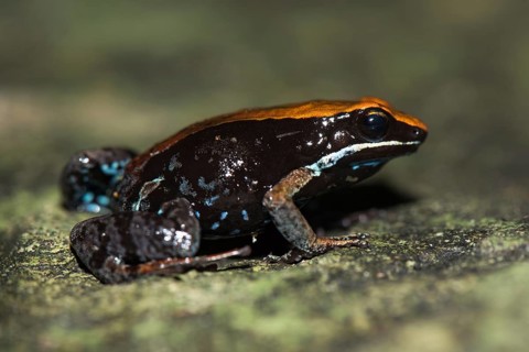 Madagascar Green Frog