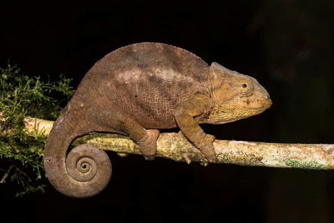 Female chameleon
