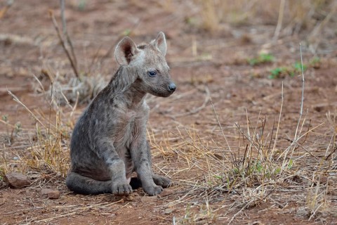Spotted hyena or Laughing hyena