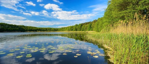 Small forest lake with water lilies