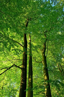 Untouched beech forest