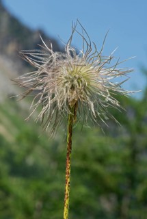 Infructescence