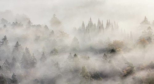 Palatinate forest in autumn