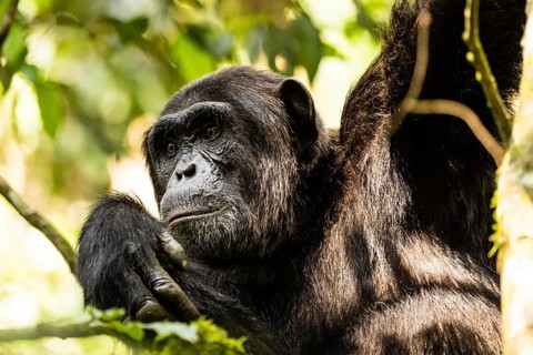 Common chimpanzee