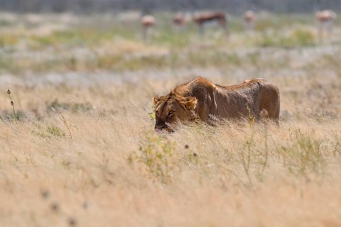 African lion