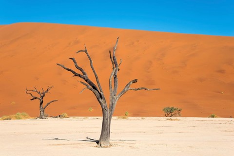Dead camel or giraffe thorn