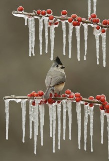 Tufted titmouse