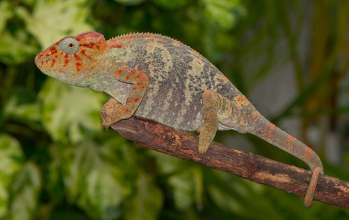 Malagasy giant chameleon or Oustalets's chameleon