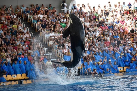 Orca