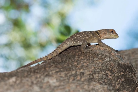 Madagascar Iguana