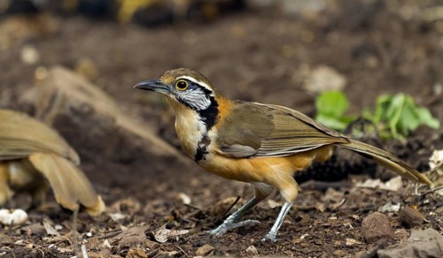 Lesser necklaced laughingthrush