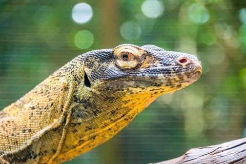 Monitor Lizard