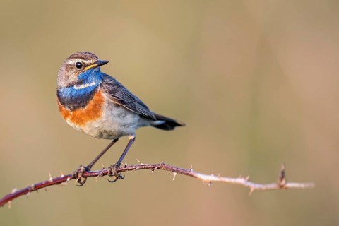 Bluethroat