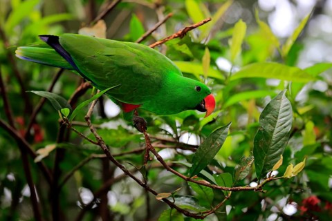 Eclectus Parrot