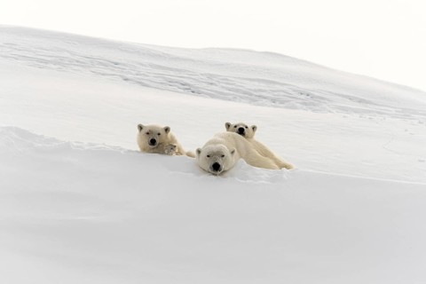 Polar bears