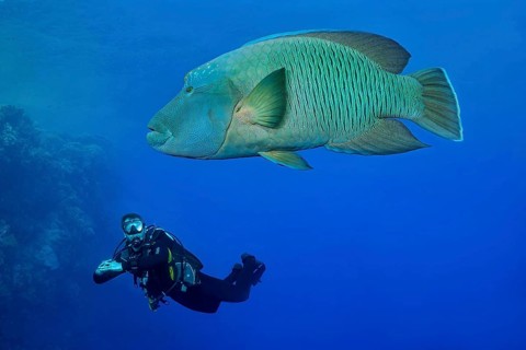 Napoleon fish with diver