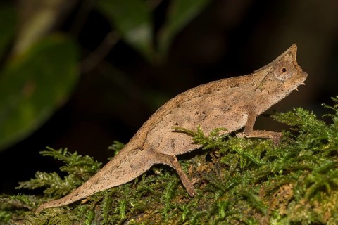 Brown leaf chameleon
