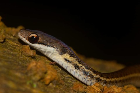 Yellow-striped water snake