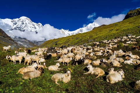 A herd of sheep is resting on a meadow