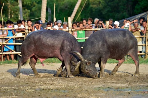 Two water buffalos