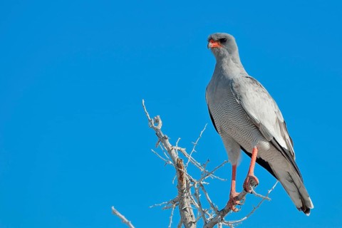 Pale chanting goshawk