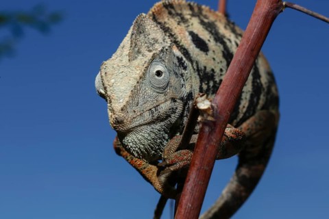Malagasy giant chameleon