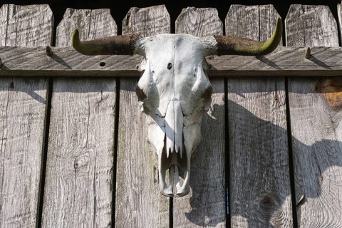 Bull skull with bullet hole
