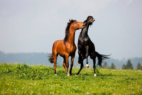 Morgan Stallion and Warmblood Stallion playing