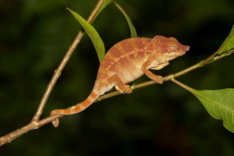 Rhinoceros chameleon