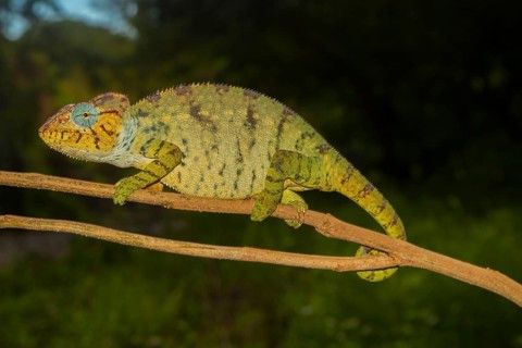 Malagasy giant chameleon or Oustalets's chameleon