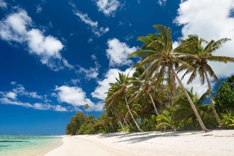 Sandy beach with palm trees and turquoise water