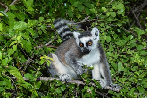 Ring-tailed lemur