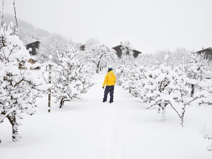 Man with yellow winter jacket in orchard
