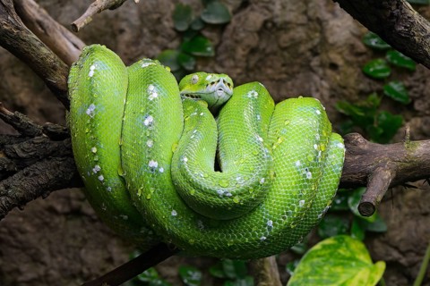 Green tree python